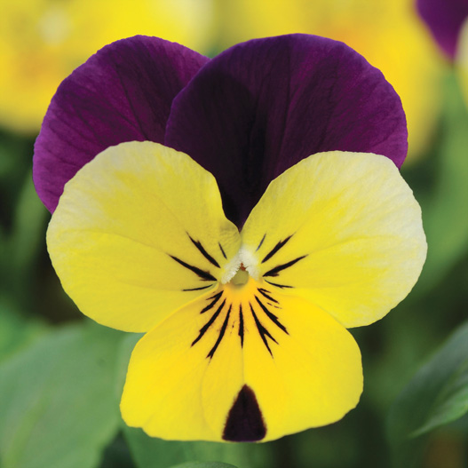 ビオラ F1　ソルベXP シリーズ 