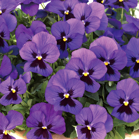 パンジー　よく咲くスミレ シリーズ 