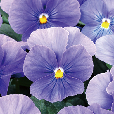 パンジー　よく咲くスミレ シリーズ 