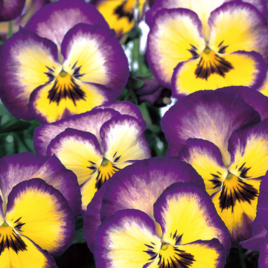 パンジー　よく咲くスミレ シリーズ 