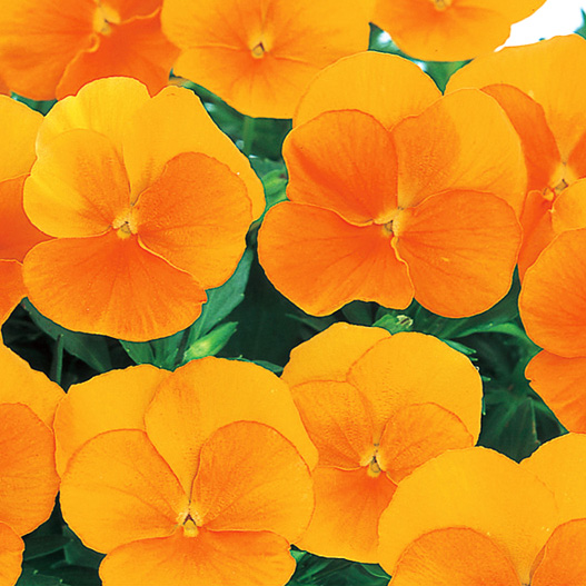 パンジー　よく咲くスミレ シリーズ 