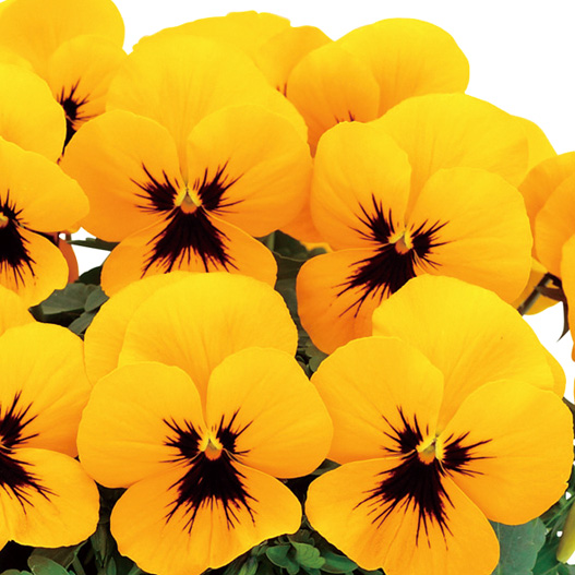 パンジー　よく咲くスミレ シリーズ 