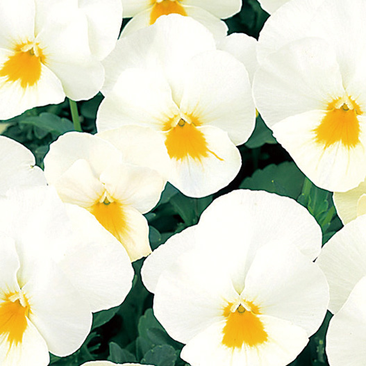 パンジー　よく咲くスミレ シリーズ 