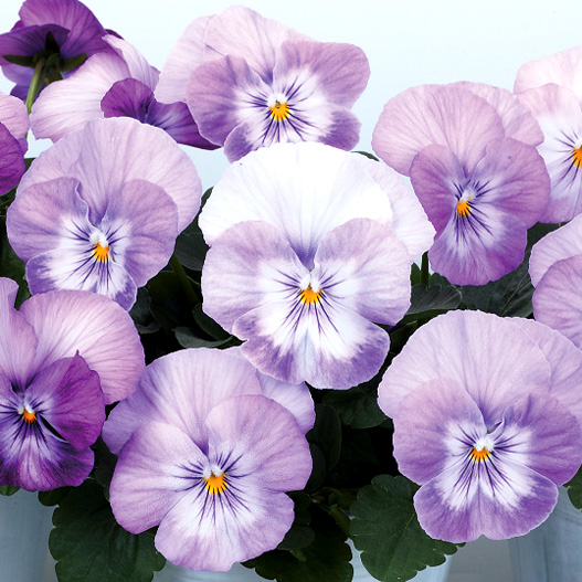 パンジー　よく咲くスミレ シリーズ 