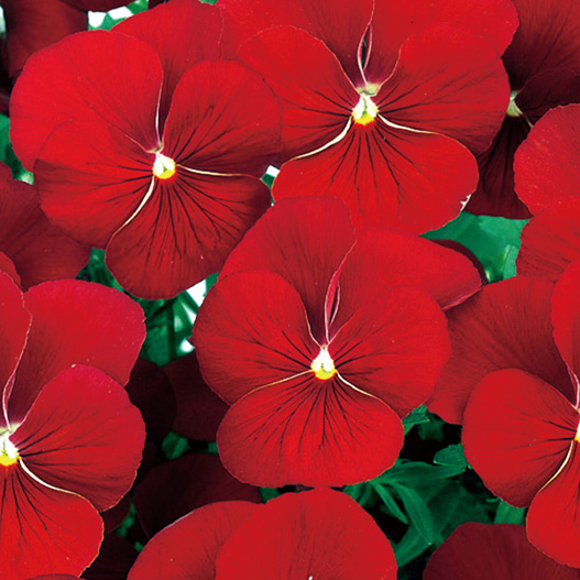 パンジー　よく咲くスミレ シリーズ 