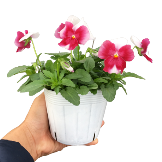 パンジー　よく咲くスミレ シリーズ 