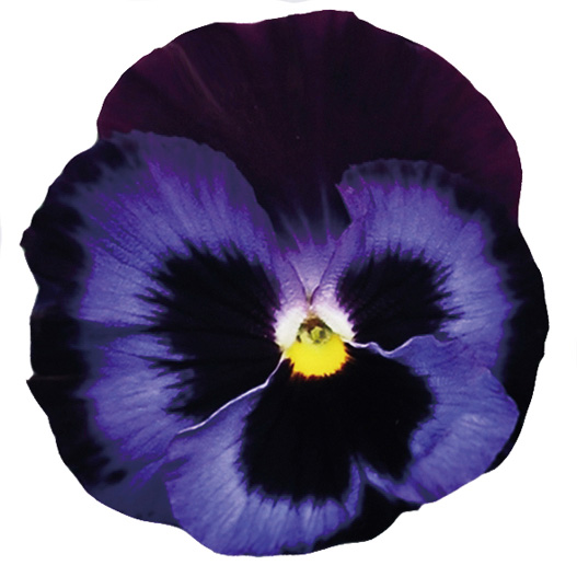 パンジー F1　インスパイヤーデラックス シリーズ 