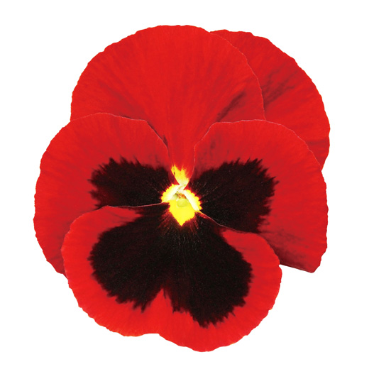 パンジー F1　インスパイヤーデラックス シリーズ 