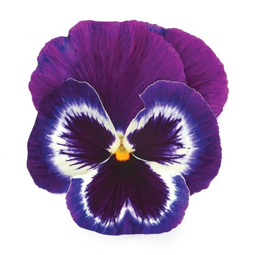 パンジー F1　インスパイヤープラス シリーズ 