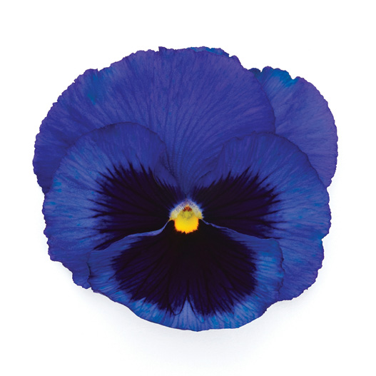 パンジー F1　インスパイヤープラス シリーズ 