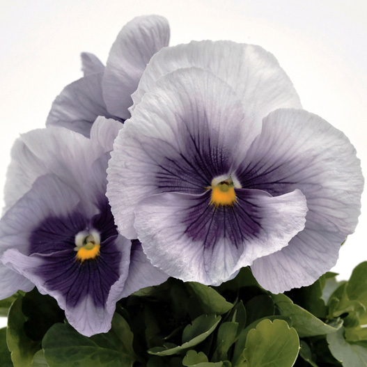 パンジー F1　インスパイヤープラス シリーズ 