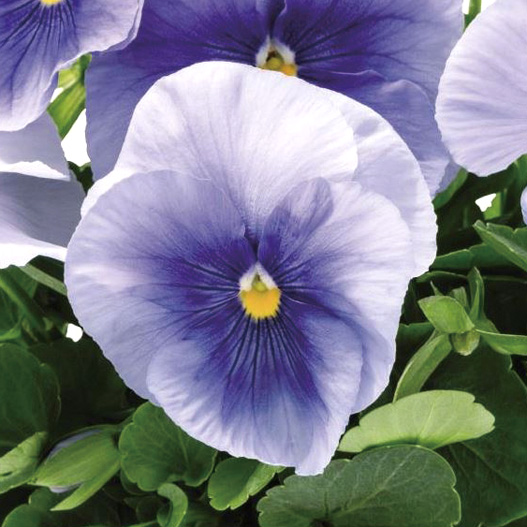 パンジー F1　インスパイヤープラス シリーズ 