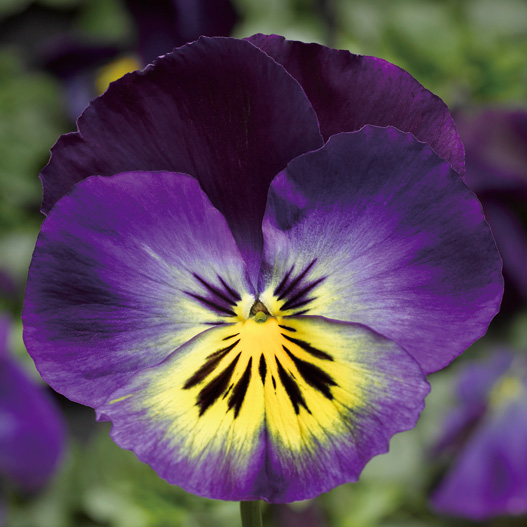 パンジー F1　デルタプレミアム シリーズ 