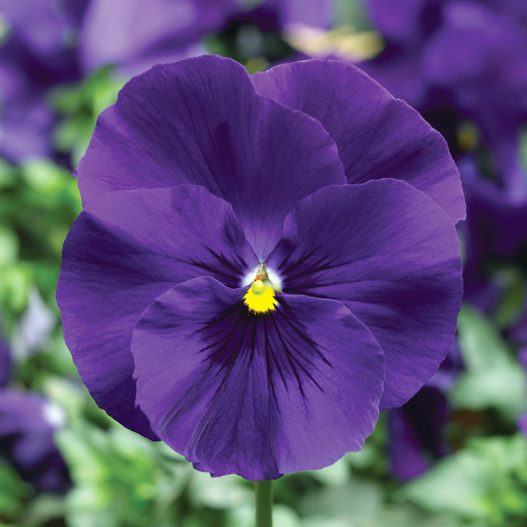 パンジー F1　デルタプレミアム シリーズ 