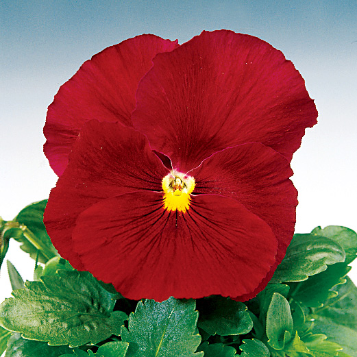 パンジー F1　デルタ シリーズ 