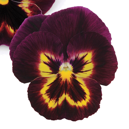 パンジー F1　マトリックス シリーズ 