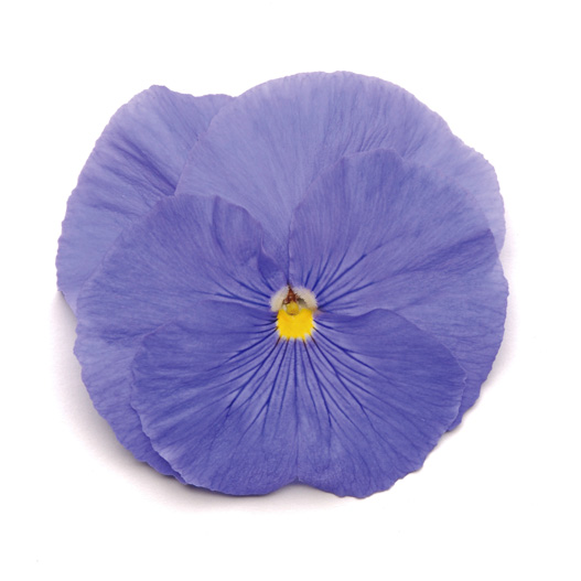 パンジー F1　マトリックス シリーズ 