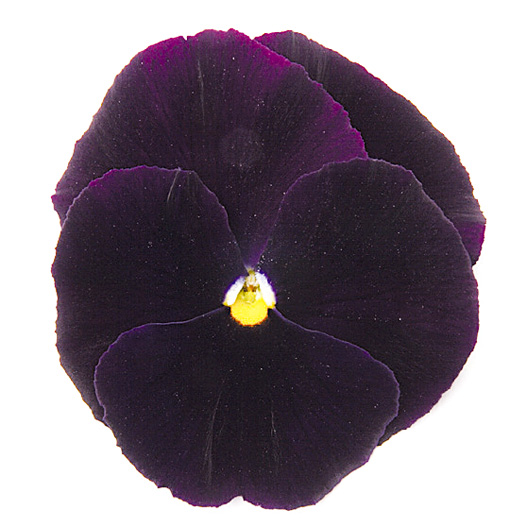 パンジー F1　マトリックス シリーズ 