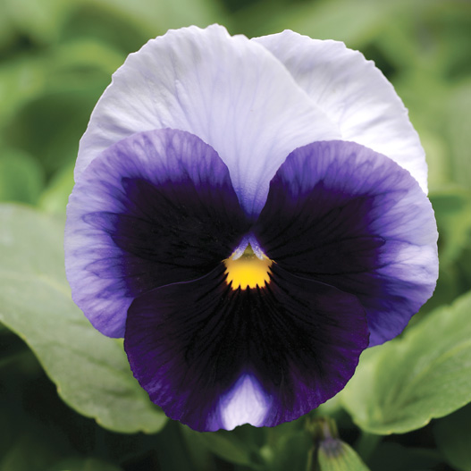 パンジー F1　マトリックス シリーズ 