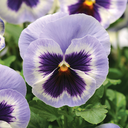 パンジー F1　マトリックス シリーズ 