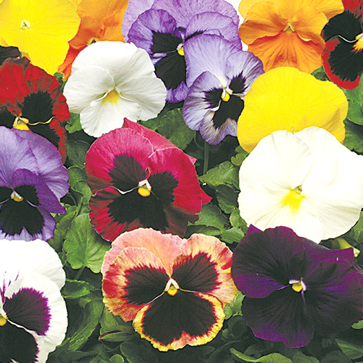 パンジー F1　マトリックス シリーズ 