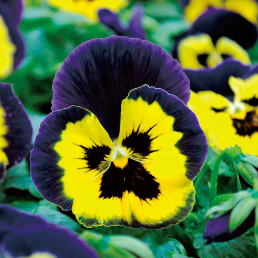 パンジー F1　マトリックス シリーズ 