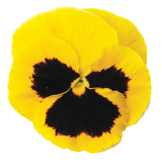 パンジー F1　マトリックス シリーズ 