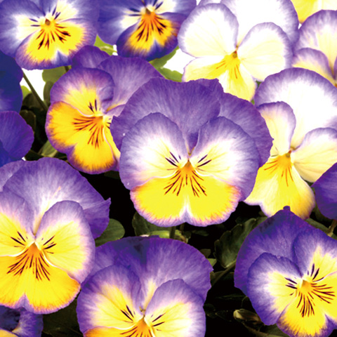 パンジー　虹色スミレ シリーズ 