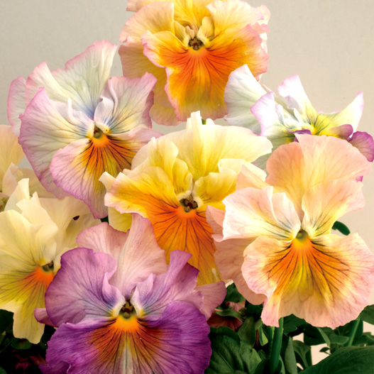 パンジー F1　フラメンコ シリーズ 