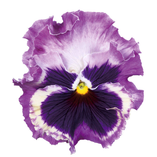 パンジー F1　フラメンコ シリーズ 