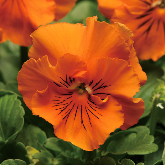 パンジー F1　フリズルシズル シリーズ 