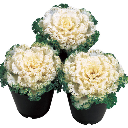 ハボタン　ドレス シリーズ 