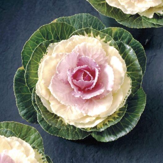 ハボタン プラチナケール F1　ルシール系 