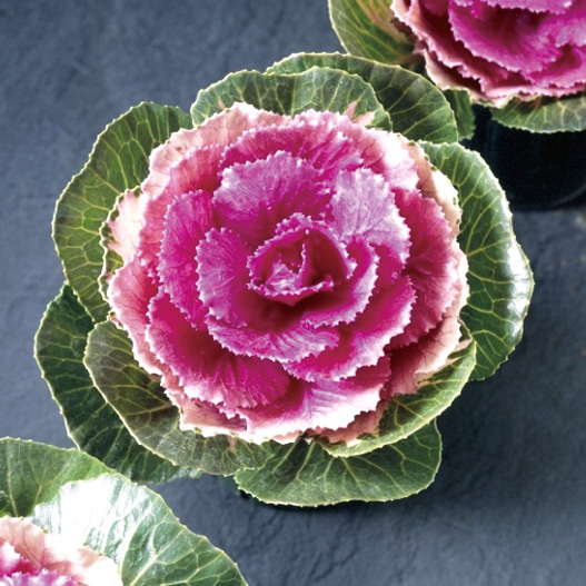 ハボタン プラチナケール F1　ルシール系 