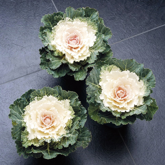 ハボタン F1　つぐみ系 