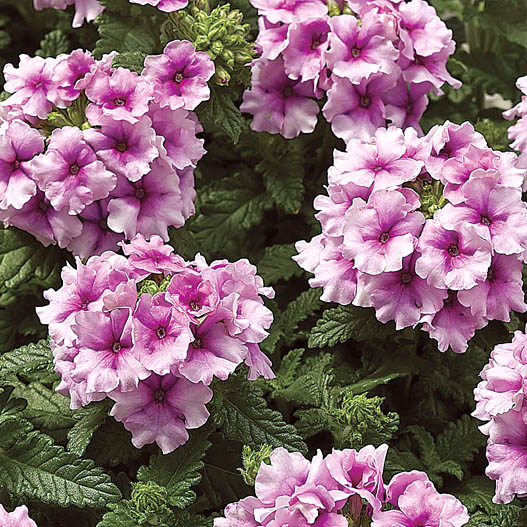 バーベナ　トスカーナ シリーズ 