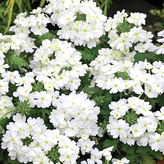 バーベナ　トスカーナ シリーズ 