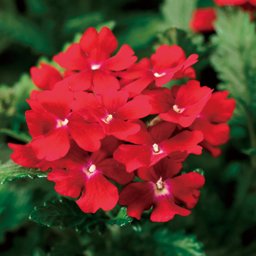 バーベナ　オブセッション シリーズ 