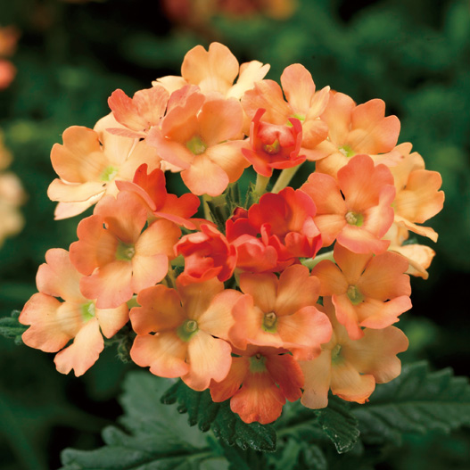 バーベナ　オブセッション シリーズ 