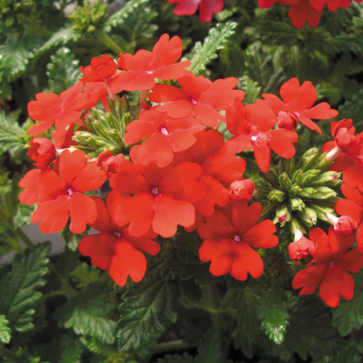 バーベナ　オブセッション シリーズ 