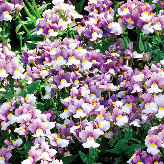 ネメシア　プリティープリーズ シリーズ 