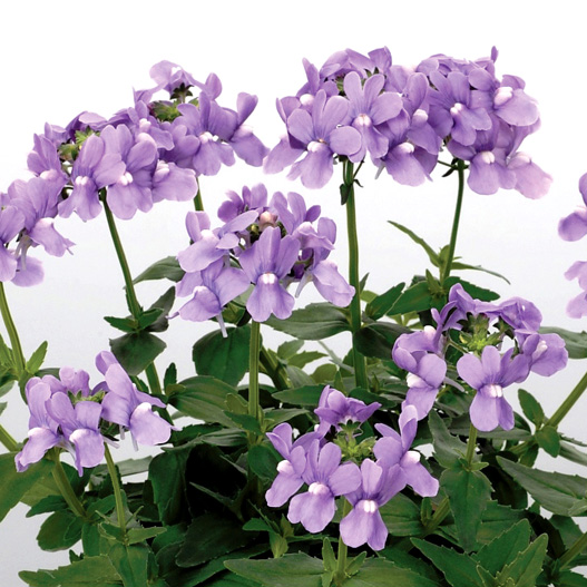 ネメシア　アレンジ シリーズ 