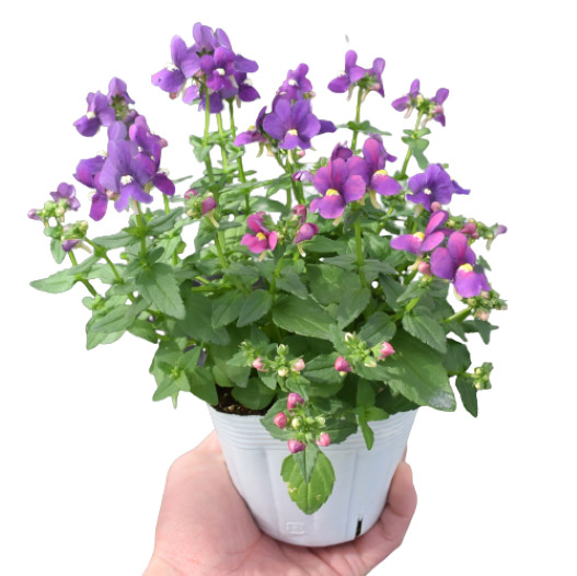 ネメシア　アレンジ シリーズ 