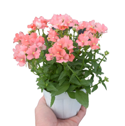 ネメシア　アレンジ シリーズ 