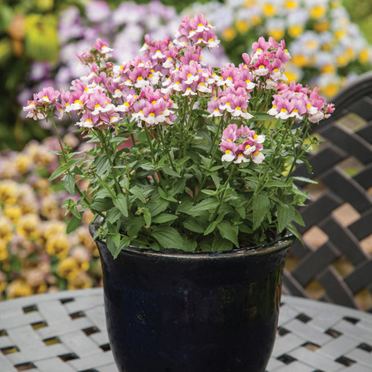 ネメシア　セブンスヘブン シリーズ 