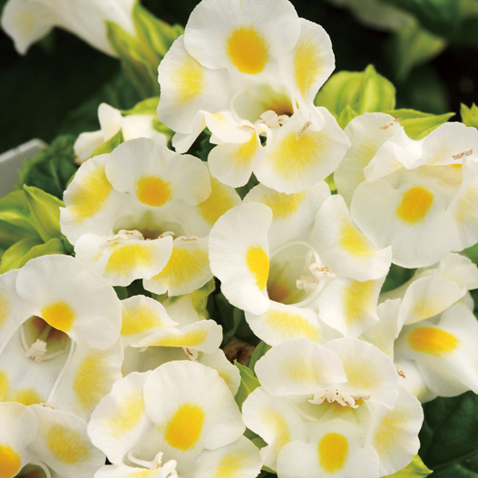 トレニア　カウアイ シリーズ 