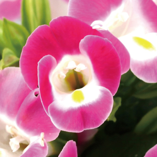 トレニア　ハイライト シリーズ 