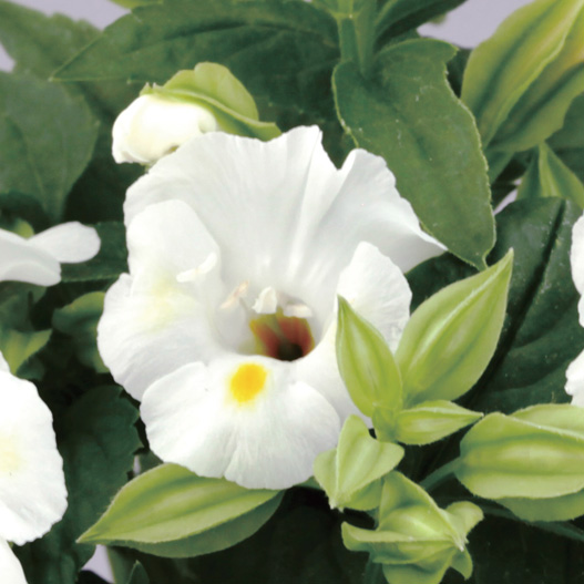 トレニア　ハイライト シリーズ 