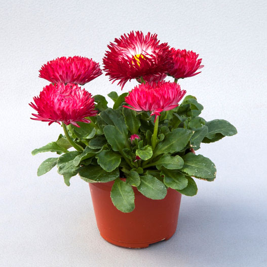 デージー　バンバン シリーズ 