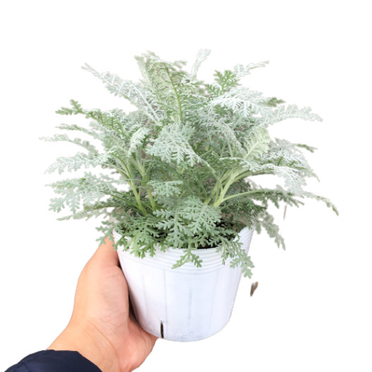 ダスティーミラー(タナセタム)　シルバーレース 